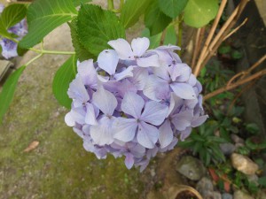 DSCN0061