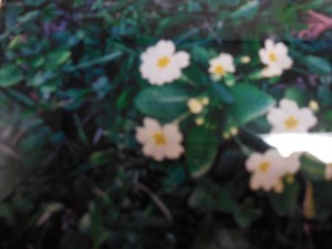 DSCN0085