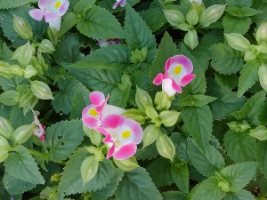 IMG_20171004_140929